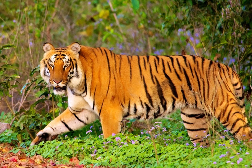 Jim Corbett Ranikhet Tour Package